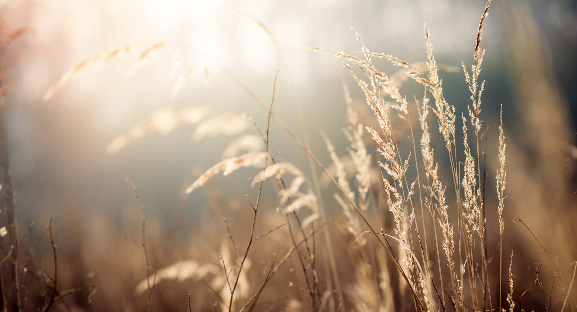 Grass Reeds in the wind